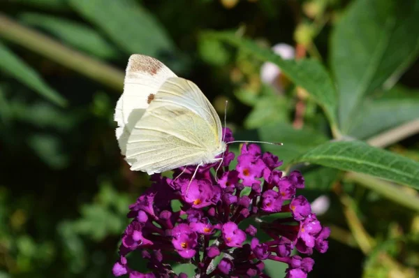 Közeli Kép Egy Nagy Fehér Pillangó Látogatás Buddleia Virág — Stock Fotó