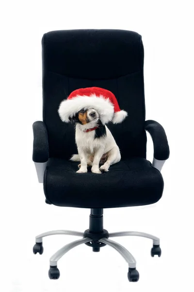 Jack Russell Terrier Portrait Chien Chapeau Noël Rouge Dans Chaise — Photo