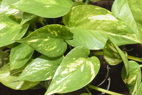 Lierre Diable Plante Argent Epipremnum Aureum — Photo