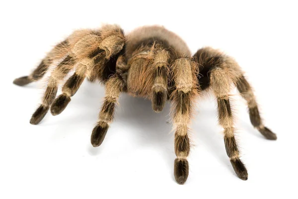 Braziliaanse Zwart Wit Tarantula Acanthoscurria Brocklehursti Witte Achtergrond — Stockfoto