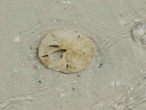 Sand Dollar washing ashore in the crystal clear waters of the surf on Sand Dollar Island in Macro Island, Florida.