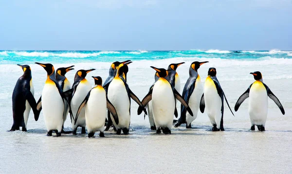 Král Tučňáků Místě Dobrovolníka Falklandské Ostrovy — Stock fotografie