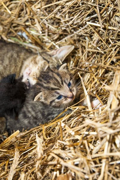 Immagine Giovani Gatti Nel Fienile Sdraiati Sulla Paglia — Foto Stock