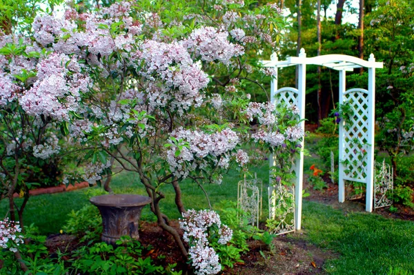 Laureles Montaña Plena Floración Junto Cenador Blanco Flores Jardinería Circundantes — Foto de Stock