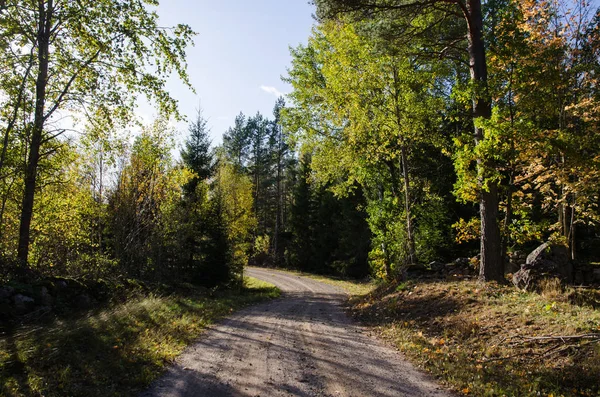 Retroiluminado Sinuoso Camino Grava Colorido Través Del Bosque Por Otoño — Foto de Stock