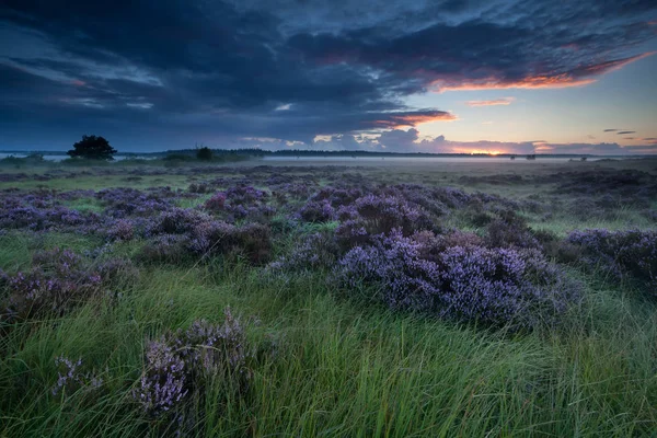 Belle Bruyère Fleurie Sur Marais Lever Soleil Fochteloerveen Drenthe Frise — Photo