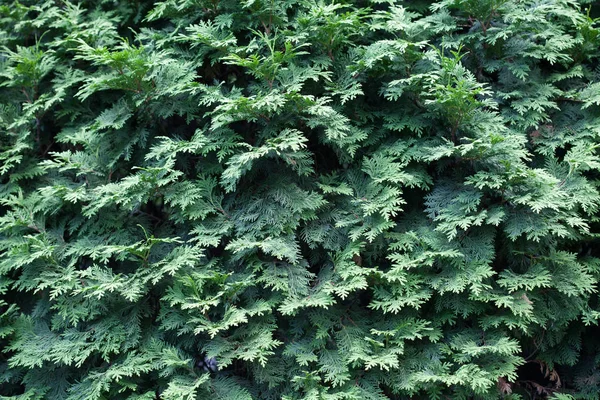 Ramas Abeto Natural Agujas Primer Plano Verdes Navidad —  Fotos de Stock