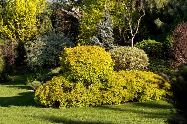 Bellissimo Giardino Design Primaverile Con Alberi Conifera Erba Verde Sole — Foto Stock