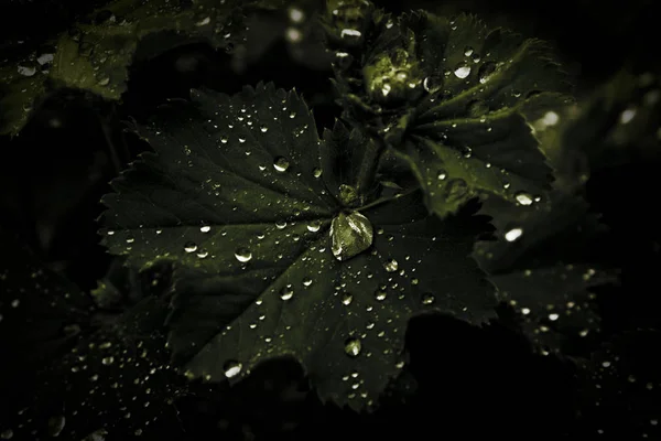 Gotas Después Lluvia — Foto de Stock