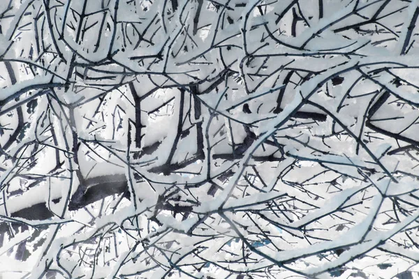 Árvore Ramos Cobertos Com Muita Neve Perto — Fotografia de Stock