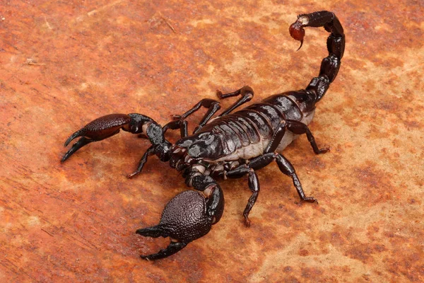Pobliżu Emporer Scorpion — Zdjęcie stockowe