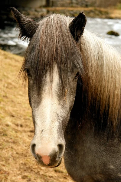 Nordic Horse Picturesque Portrait Wild Scenario — Stock Photo, Image