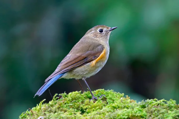 Robin Petit Oiseau Gris Avec Poitrine Orange Gros Plan Vue