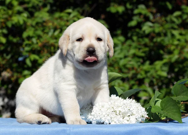 Szczęśliwy Żółty Szczeniak Labrador Wiosnę Kwiatami — Zdjęcie stockowe