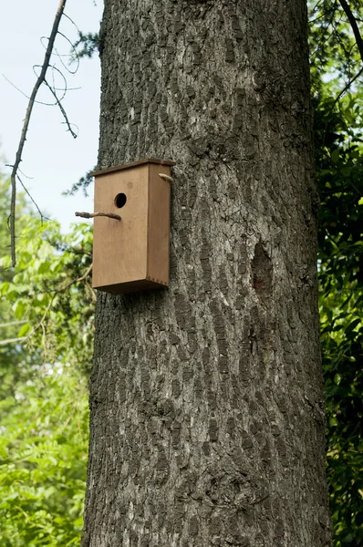 Uma Pequena Casa Pássaros Tronco Uma Árvore — Fotografia de Stock