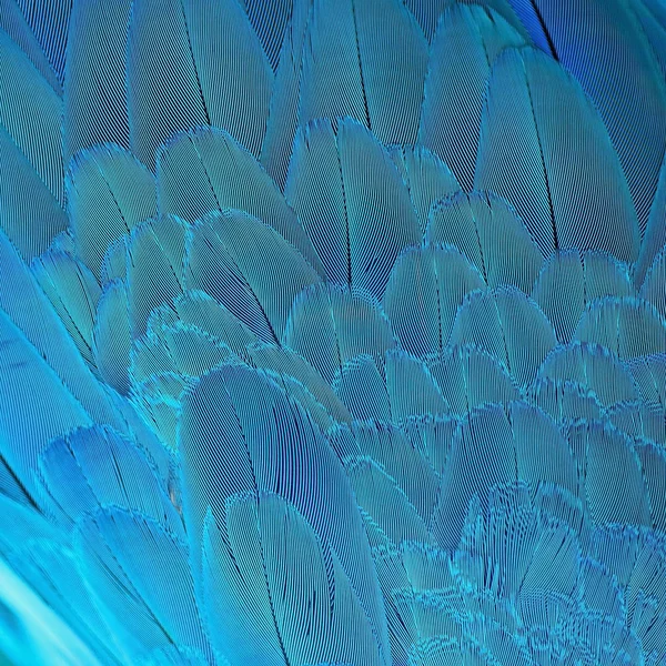 サテンの抽象的な孔雀の羽のテクスチャの背景 ストック写真 C Nastya22