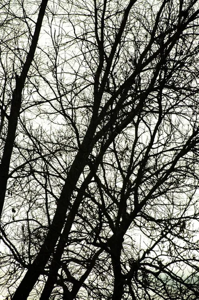 Uma Imagem Silhueta Árvore Durante Pôr Sol Incrível — Fotografia de Stock