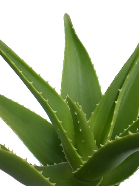 Aloe Vera Από Κοντά Άσπρο Φόντο — Φωτογραφία Αρχείου