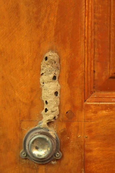 Close Wasp Nest — Stock Photo, Image