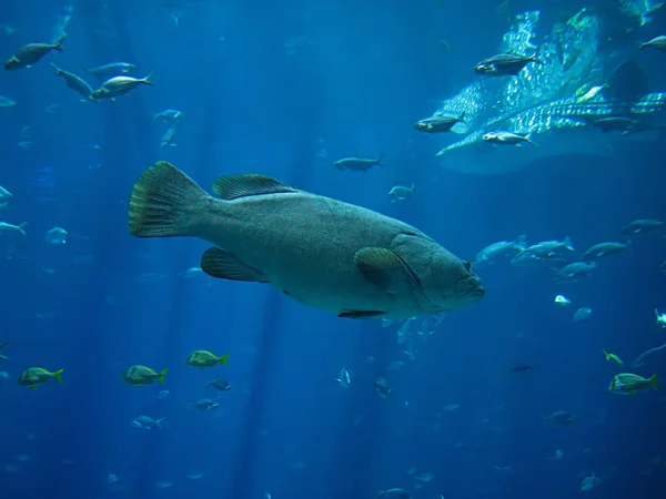 海の魚の写真 — ストック写真