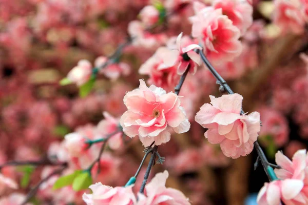 Merah Muda Yang Indah Buatan Bunga Sakura — Stok Foto