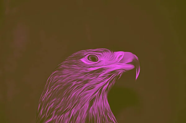eagle bird on background, close up