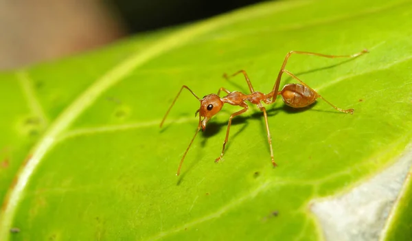 Red Ant Leaf — Stock Photo, Image