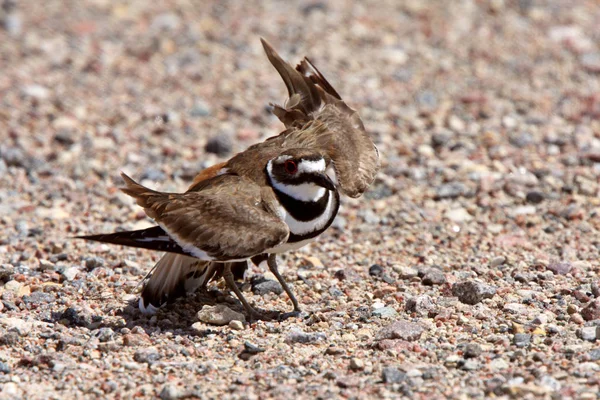 Killdeer Doing Its Broken Wing Act — Stock Photo, Image