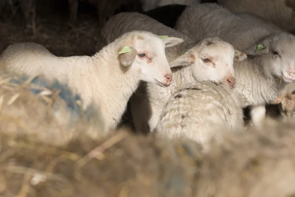 Närbild Lamm — Stockfoto