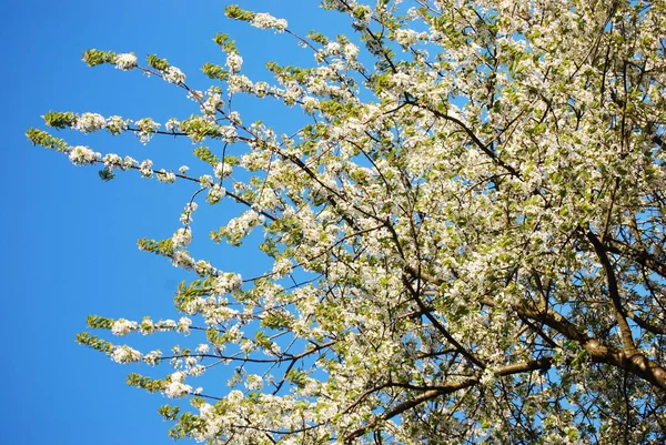 Beautiful Blossoming Cherry Tree Springtime — Stock Photo, Image