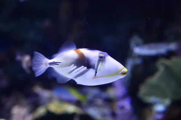 Hawaiian Triggerfish Humuhumunukunukuapua — Stock Photo, Image