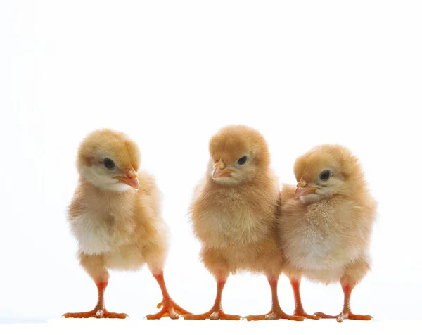 Csoport Fiatal Csecsemők Állatállomány Csirke Elszigetelt Fehér Háttér — Stock Fotó