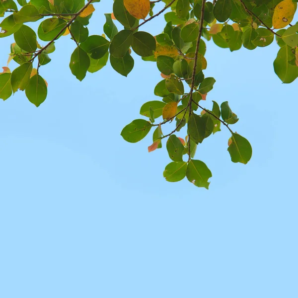 Texturierte Grüne Blätter Hintergrund — Stockfoto