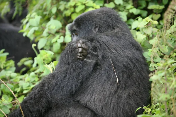 Wild Gorilla Animal Rwanda Africa Tropical Forest — Stock Photo, Image