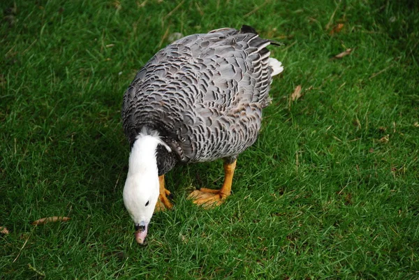 Grazende Keizer Gans Groene Weide Achtergrond — Stockfoto