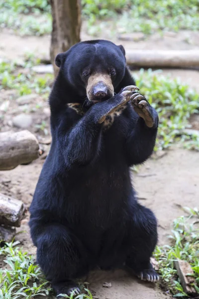 Picture Funny Malaysian Sun Bear — Stock Photo, Image