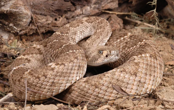 다이아몬드 방울뱀 Crotalus Atrox — 스톡 사진