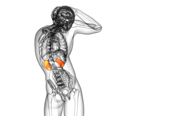 Render Medical Illustration Human Kidney Back View — Stock Photo, Image