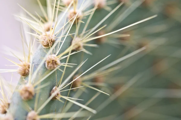 Detalj Kaktus Med Grunt Dof — Stockfoto