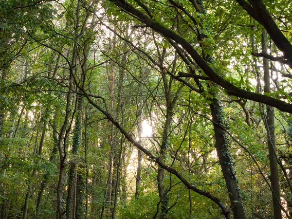 Binnen Bos Omhoog Hoge Groene Bladeren Bomen Takken Achtergrond Essex — Stockfoto