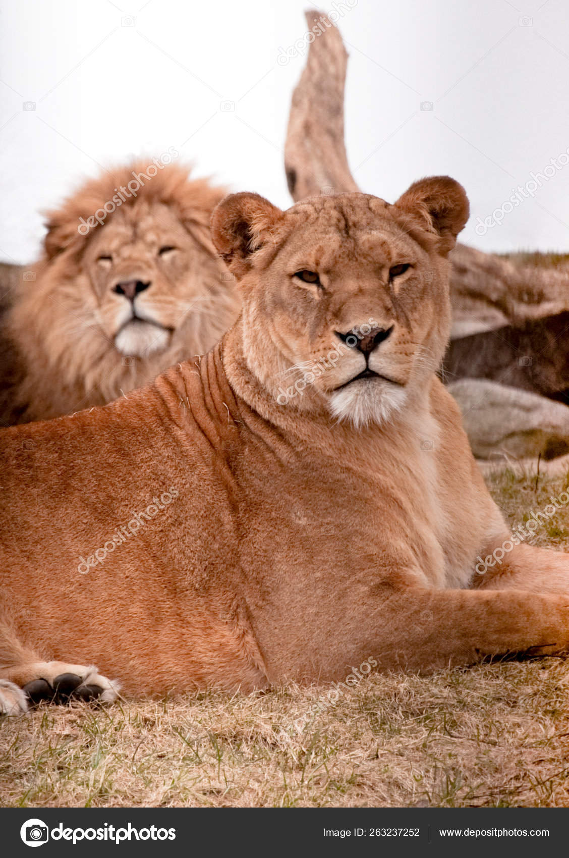 Close Shot Lion Couple Lying Stock Photo C Yayimages 263237252