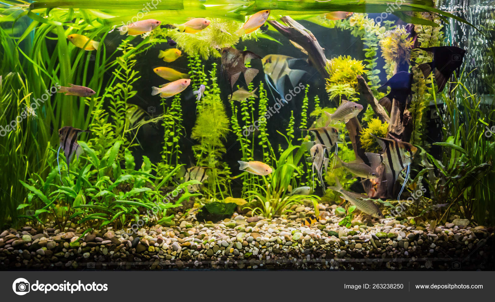 Magnifique Aquarium Tropical Vert D'eau Douce Avec Des Poissons