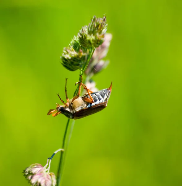 Zbliżenie May Bug Acrobat — Zdjęcie stockowe
