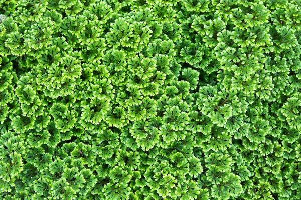 Zielone Tło Roślin Przykryć Ziemi — Zdjęcie stockowe