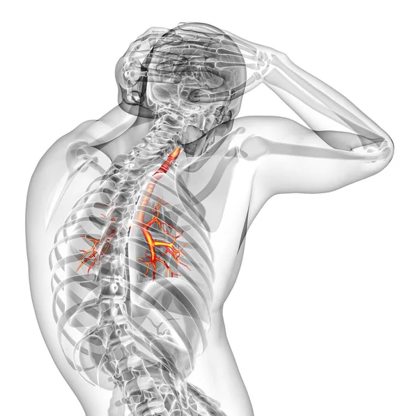 Render Medical Illustration Brounchi Back View — Stock Photo, Image
