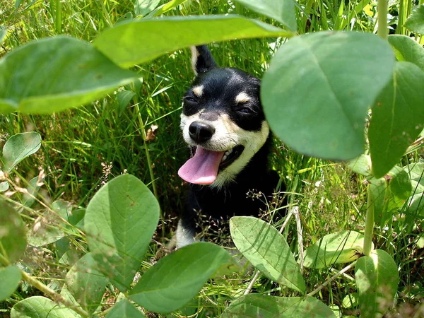 Landscapes of Sakhalin, a dog in bushes