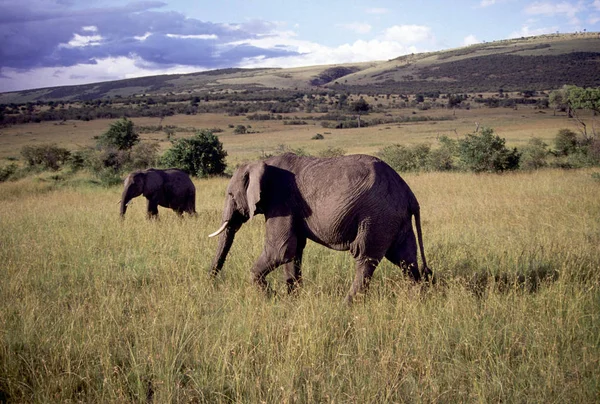 Elephants Landscape Foreground Background — Stock Photo, Image