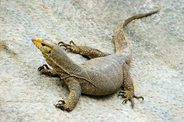 Sand goanna Stock Photos, Royalty Free Sand goanna Images | Depositphotos Sand goanna Stock Photos, Royalty Free Sand goanna Images | Depositphotos
