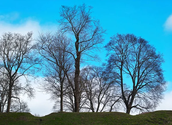 Landskap Träd Mot Den Blå Himlen Eftermiddagen — Stockfoto