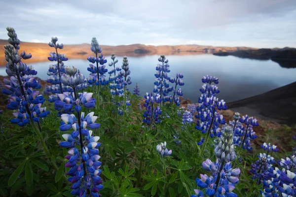 Ісландія Квіти Яскраві Барвисті Яскраві Теми — стокове фото